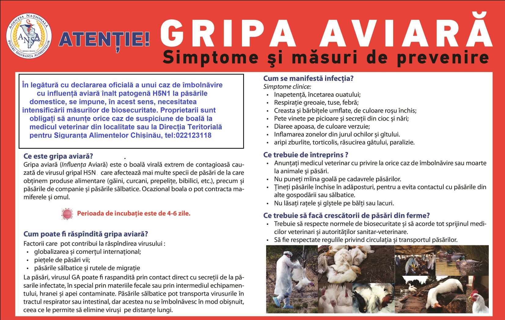 Gripa aviară: simptome și măsuri de prevenire